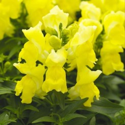Снептини F1 желтый (yellow) семена антирринума (Syngenta)