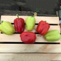 Сплит F1 семена перца сладкого тип Блочный (Lark Seeds)