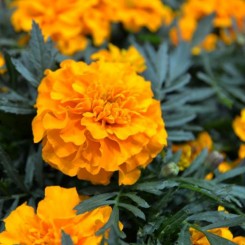 Супергерой оранжевые (Super Herо Orange Flame) семена бархатцев (Benary)