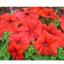 Танака Ред (Red) семена петунии крупноцветковой (Kitano Seeds)