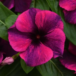 Тату F1 блек черри (black cherry) семян катарантуса 25-36см (Pan American)