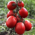 Техас F1 семена помидора детерминантного (Lucky Seed)