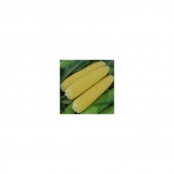 Тесті Світ F1 насіння кукурудзи суперсолодкої Sh2 (Wing Seed)