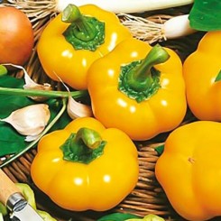 Топепо Йеллоу насіння перцю солодкого (Hortus)
