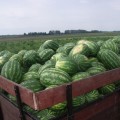 Трист F1 семян арбуза раннего (Lark Seeds)