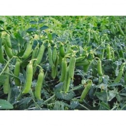 Трофі насіння гороху (Syngenta)