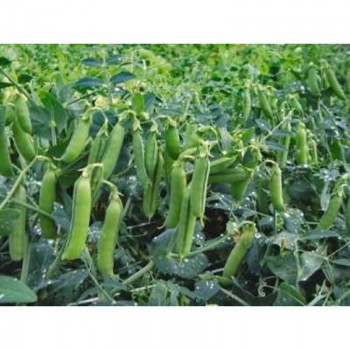 Трофи семян гороха (Syngenta)