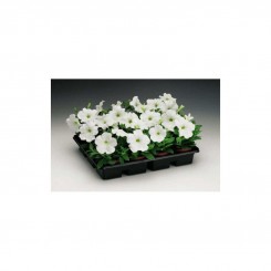 Ура F1 белая (white) семена петунии мультифлора (Syngenta)