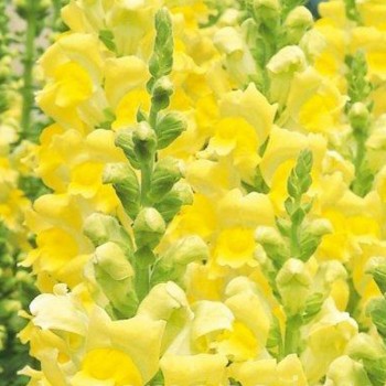 Увертюра F1 желтый (yellow) семена антиринума (Syngenta)