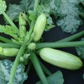 Ванда семян кабачка (Moravoseed)