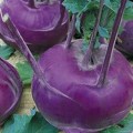 Венские синие семена капусты кольраби (Hortus)