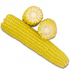 1708 F1 насіння кукурудзи суперсолодкої Sh2 (Spark Seeds)