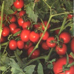 2053 F1 насіння помідора детермінантного (Lark Seeds)