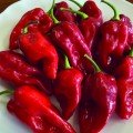9020 F1 насіння гіркого перцю (Lark Seeds)