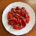 9020 F1 насіння гіркого перцю (Lark Seeds)