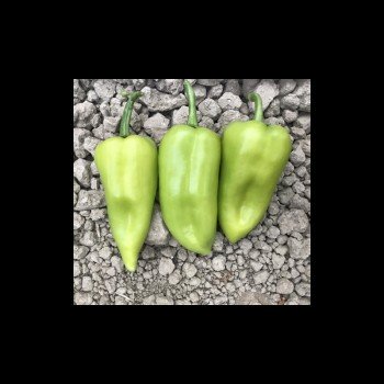 ЦРХ 69110 F1 (CRX 69110 F1) семена перца сладкого (Cora Seeds)