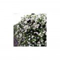 Адам White (белые) семена бакопы (Kitano Seeds)