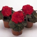 Агнесса красная (Agnessa Red) семена бегонии махровой (Kitano Seeds)