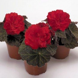Агнесса красная (Agnessa Red) семена бегонии махровой (Kitano Seeds)