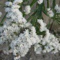 Айсберг білий (white) насіння статиці (Hem Zaden)
