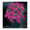 Аквамарин Rose насіння лобелії ампельної (Kitano Seeds)