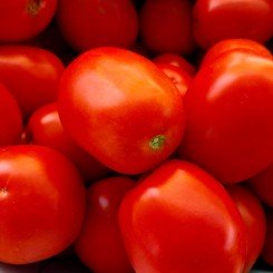 Албароссо F1 семена помидора детерминантного (Cora Seeds)