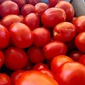 Албароссо F1 семена помидора детерминантного (Cora Seeds)