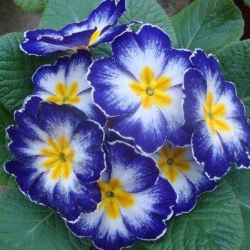 Аліса Blue (синя) насіння примули (Kitano Seeds)