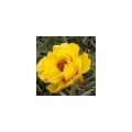 Амелия Yellow (желтый) семена портулака крупноцветкового (Kitano Seeds)
