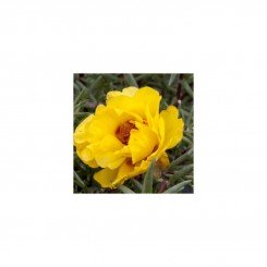 Амелия Yellow (желтый) семена портулака крупноцветкового (Kitano Seeds)