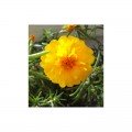 Амелия Yellow (желтый) семена портулака крупноцветкового (Kitano Seeds)