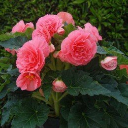 Амері Гібрид Рафлд F1 рожевий (Ruffled Pink) насіння бегонії бульбової (туберози) (Pan American)