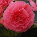Амері Гібрид Рафлд F1 рожевий (Ruffled Pink) насіння бегонії бульбової (туберози) (Pan American)
