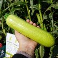 Ангелина F1 семена кабачка (Syngenta)