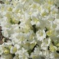 Твінні F1 білий (white) насіння антірінума карликового махрового (Hem Genetics)