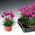 Армада рожева (pink) насіння армерії (Syngenta)