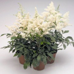 Астари (Астаре) белая (white) семена астильбы (Benary)