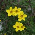 Ауреа золотиста насіння біденса (Hem Zaden)