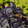 Бакинське насіння базиліка (GL Seeds) Бакинське насіння базиліка (GL Seeds)