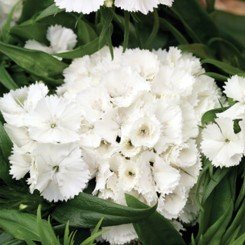 Барбарини F1 белая (white) семена гвоздики турецкой (Syngenta)