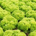 Біондонна насіння салату (Bejo) Біондонна насіння салату (Bejo)