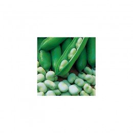 Бобы белые семена (GL Seeds)