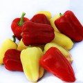 Боярд (Талісман) F1 насіння перцю солодкого (Lucky Seed)