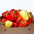 Боярд (Талісман) F1 насіння перцю солодкого (Lucky Seed)