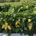 Боярд (Талісман) F1 насіння перцю солодкого (Lucky Seed)
