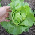 Бремекс семян салата тип Маслянистый (Semo)