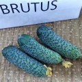 Брутус F1 (Brutus F1, ZKI 1506 F1) насіння огірка партенокарпічного (Innova Seeds)