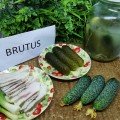 Брутус F1 (Brutus F1, ZKI 1506 F1) насіння огірка партенокарпічного (Innova Seeds)