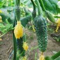Брутус F1 (Brutus F1, ZKI 1506 F1) насіння огірка партенокарпічного (Innova Seeds)