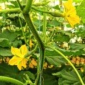 Брутус F1 (Brutus F1, ZKI 1506 F1) насіння огірка партенокарпічного (Innova Seeds)